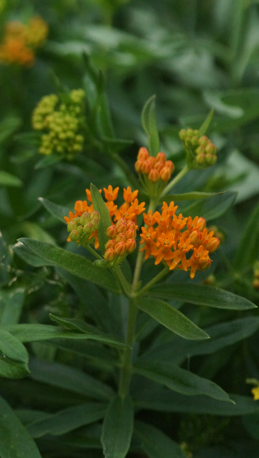 Asclepias tuberosa - Knollige Seidenpflanze