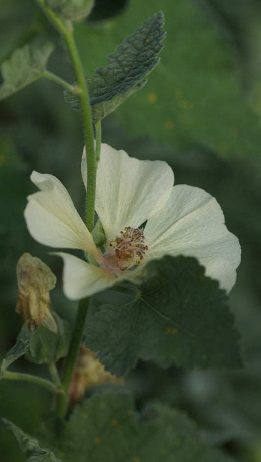x Alcalthea suffrutescens 'Parkallee' - Halbstrauchige Stockrose