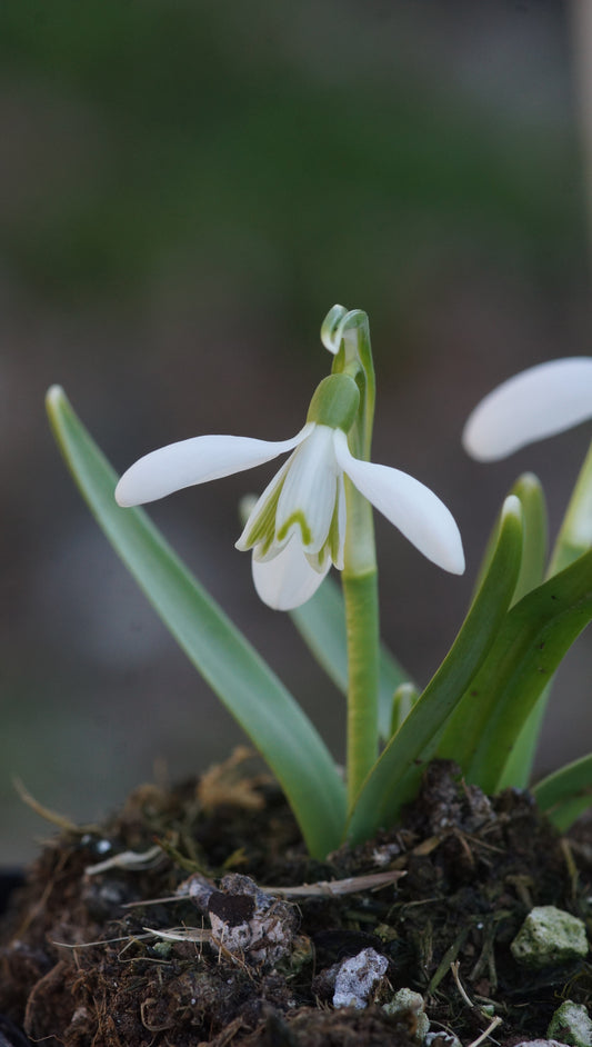 Galanthus nivalis 'White Dream' - Schneeglöckchen