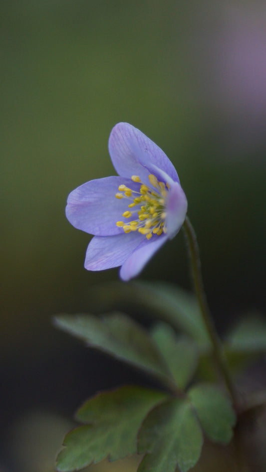 Anemone nemorosa 'Blue Queen' - Buschwindröschen