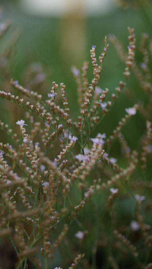Limonium bellidifolium - Gänseblümchenblättriger Strandflieder