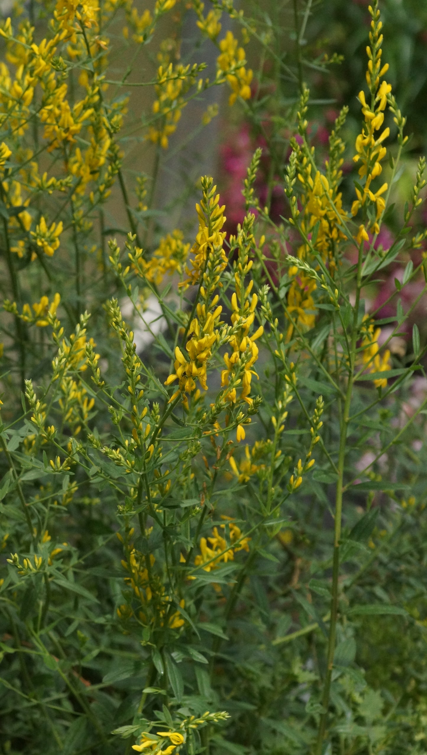 Genista tinctoria - Färber-Ginster