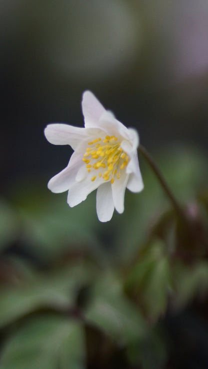 Anemone nemorosa 'Flushing' - Buschwindröschen