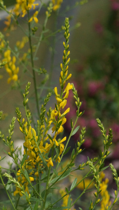 Genista tinctoria - Färber-Ginster