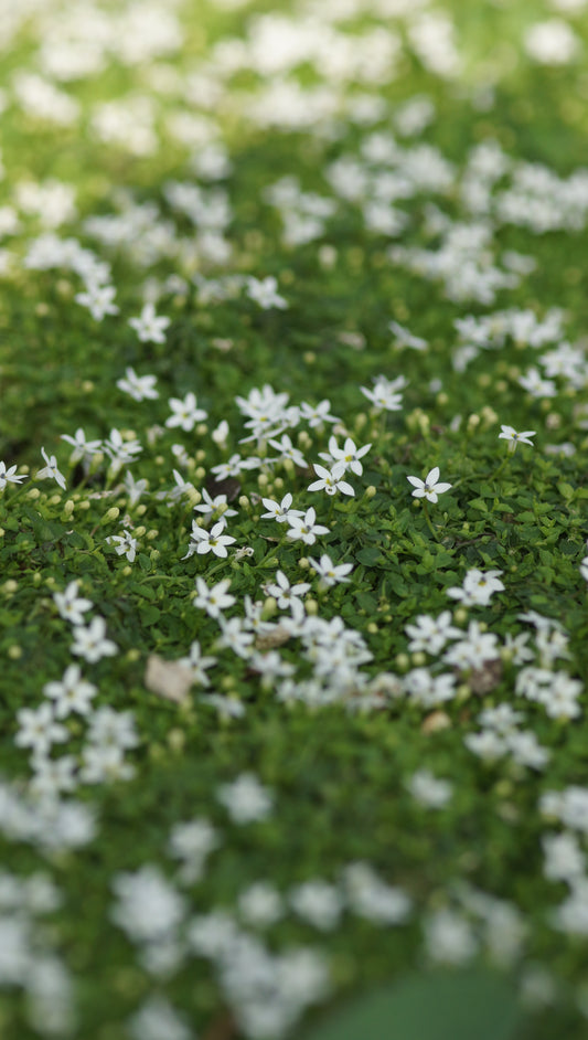 Isotoma fluviatilis 'Alba' (Syn. Pratia pedunculata 'Alba') - Bubikopf