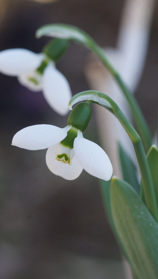 Galanthus elwesii 'Polar Bear' - Schneeglöckchen