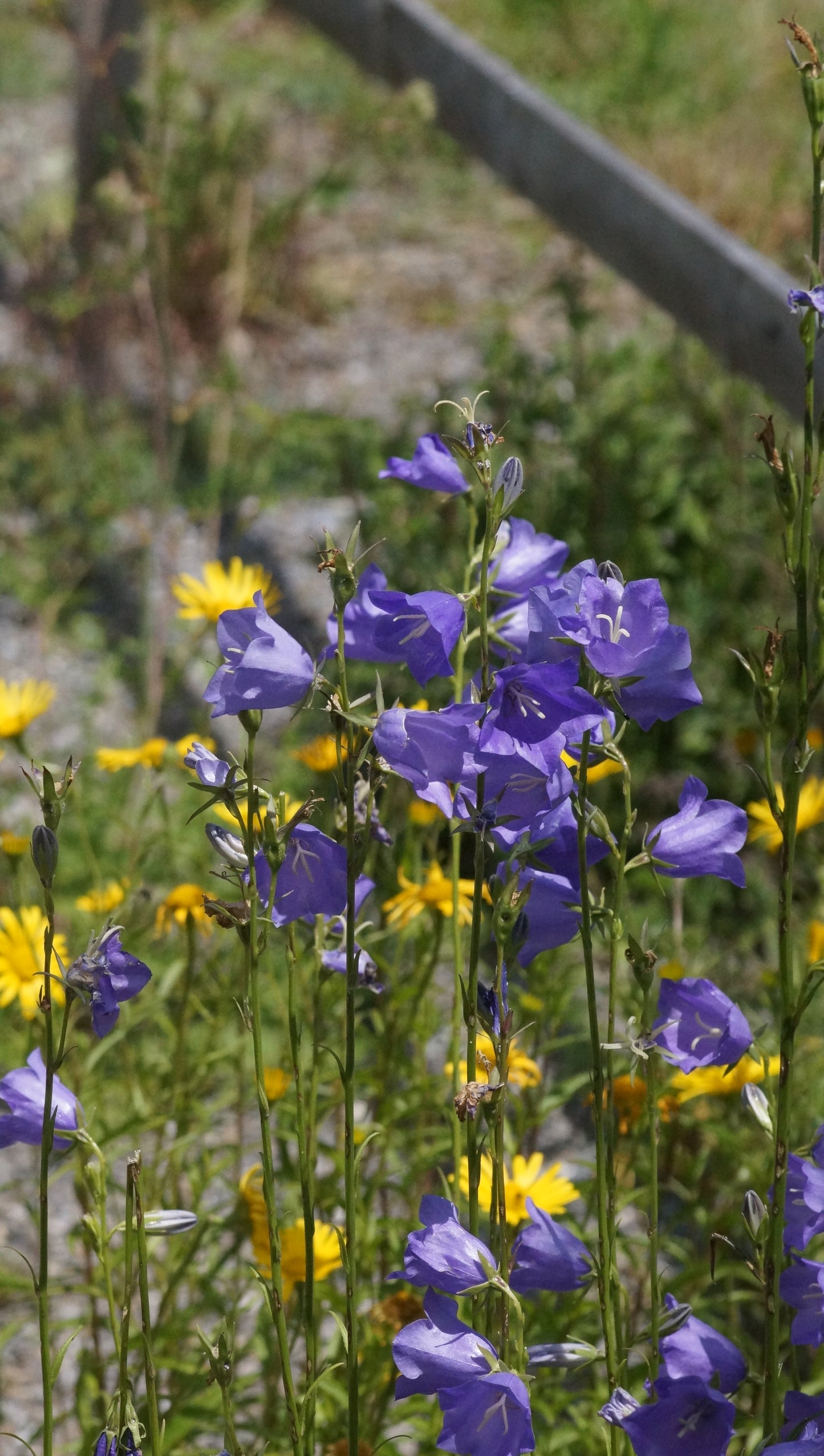 Campanula persicifolia - Pfirsichblättrige Glockenblume