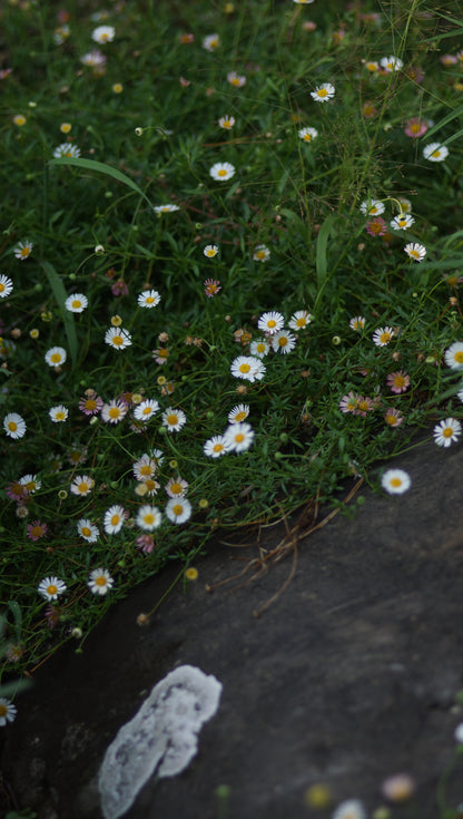 Erigeron karvinskianus - Mexikanisches Berufskraut
