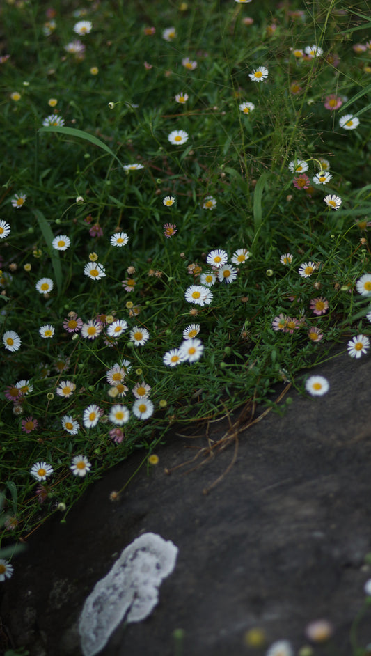 Erigeron karvinskianus - Mexikanisches Berufskraut