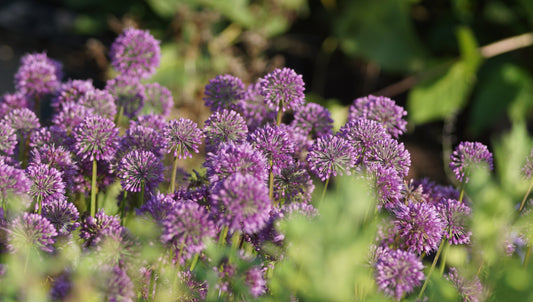 Allium Hybride 'Lavender Bubbles' - Zier-Lauch