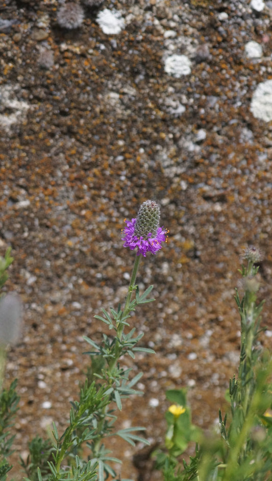 Dalea purpurea - Purpur-Prärieklee