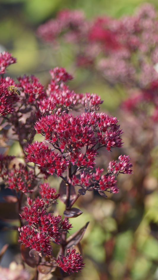 Sedum telephium 'Thunderhead' - Hohe Fetthenne