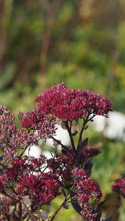 Sedum telephium 'Thunderhead' - Hohe Fetthenne