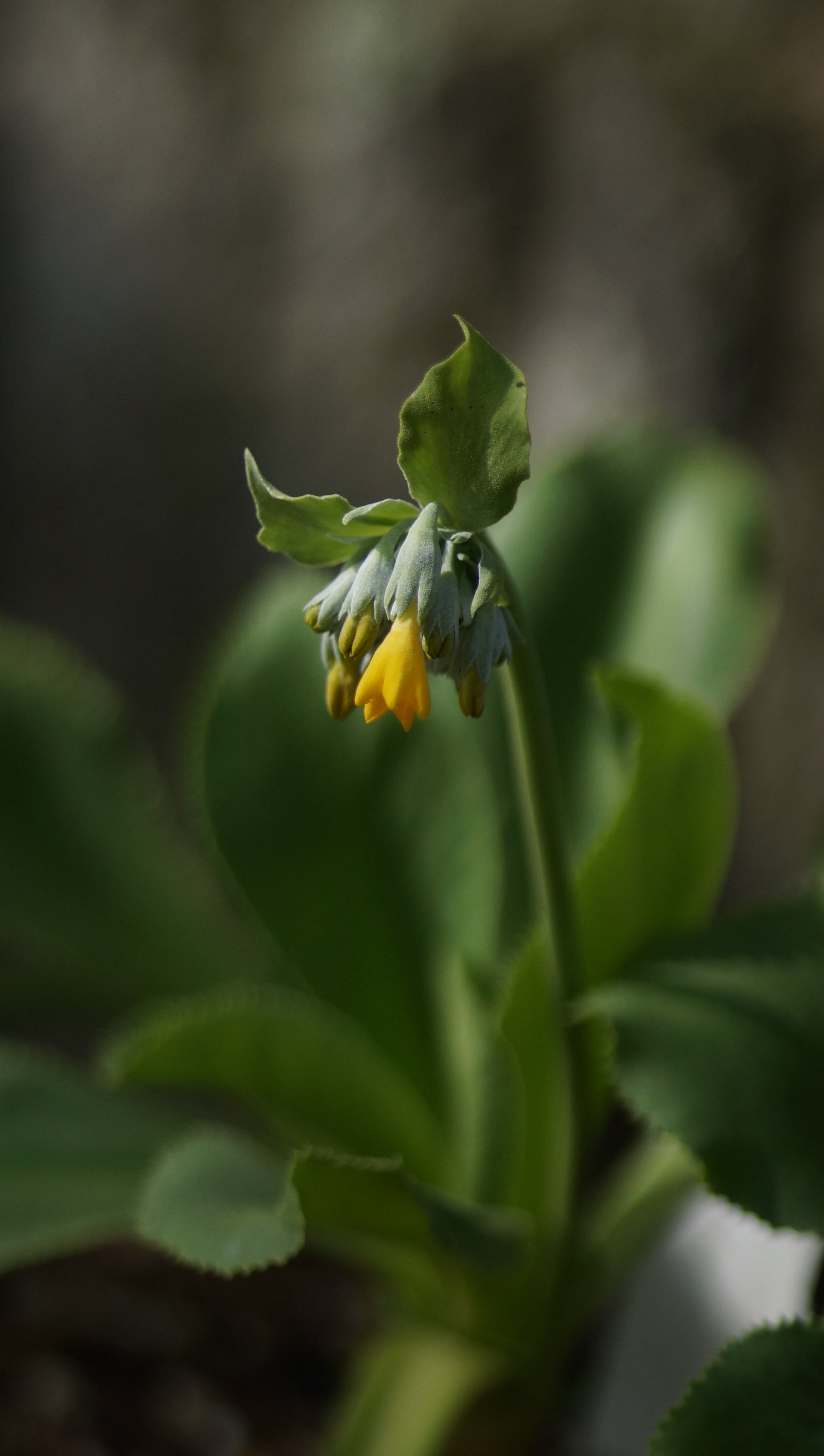 Primula palinuri - Kap-Palinuri-Primel