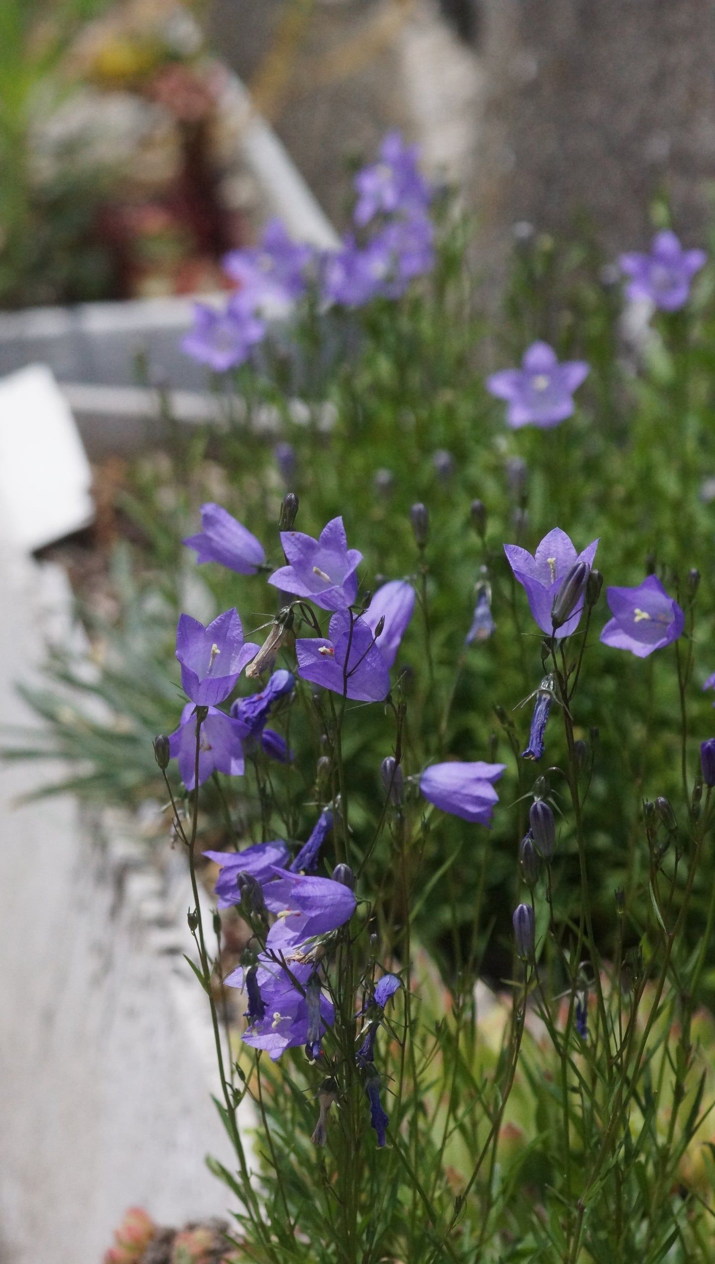 Campanula rotundifolia - Rundblättrige Glockenblume