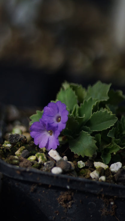 Primula x marginata 'Linda Pope' - Gewelltrandige Primel