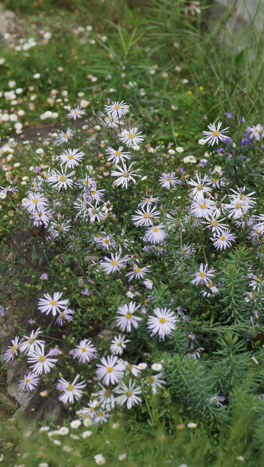 Aster pyrenaeus 'Lutetia' - Pyrenäen-Aster