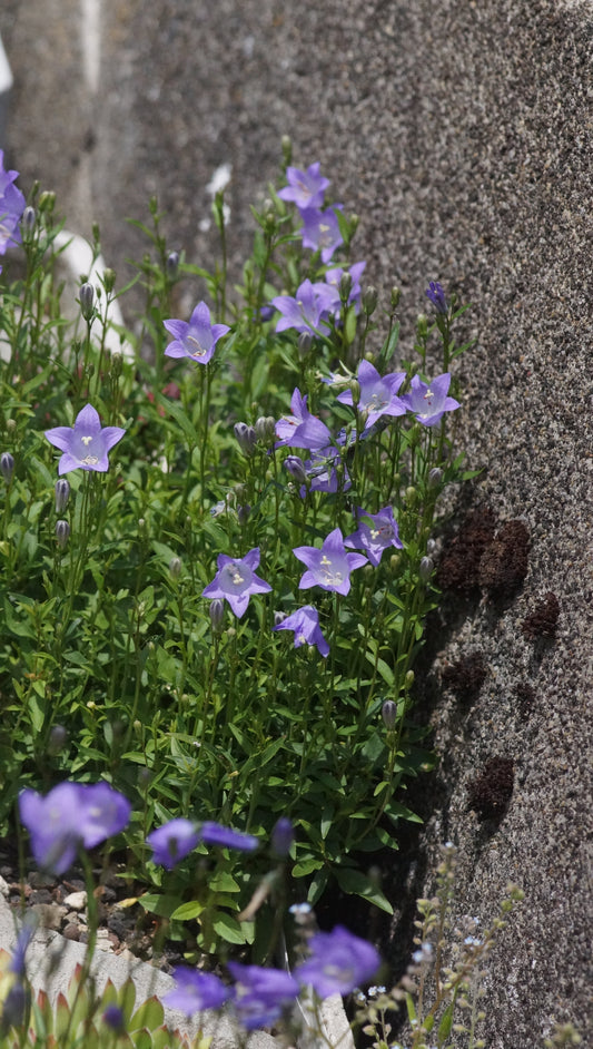 Campanula rotundifolia - Rundblättrige Glockenblume