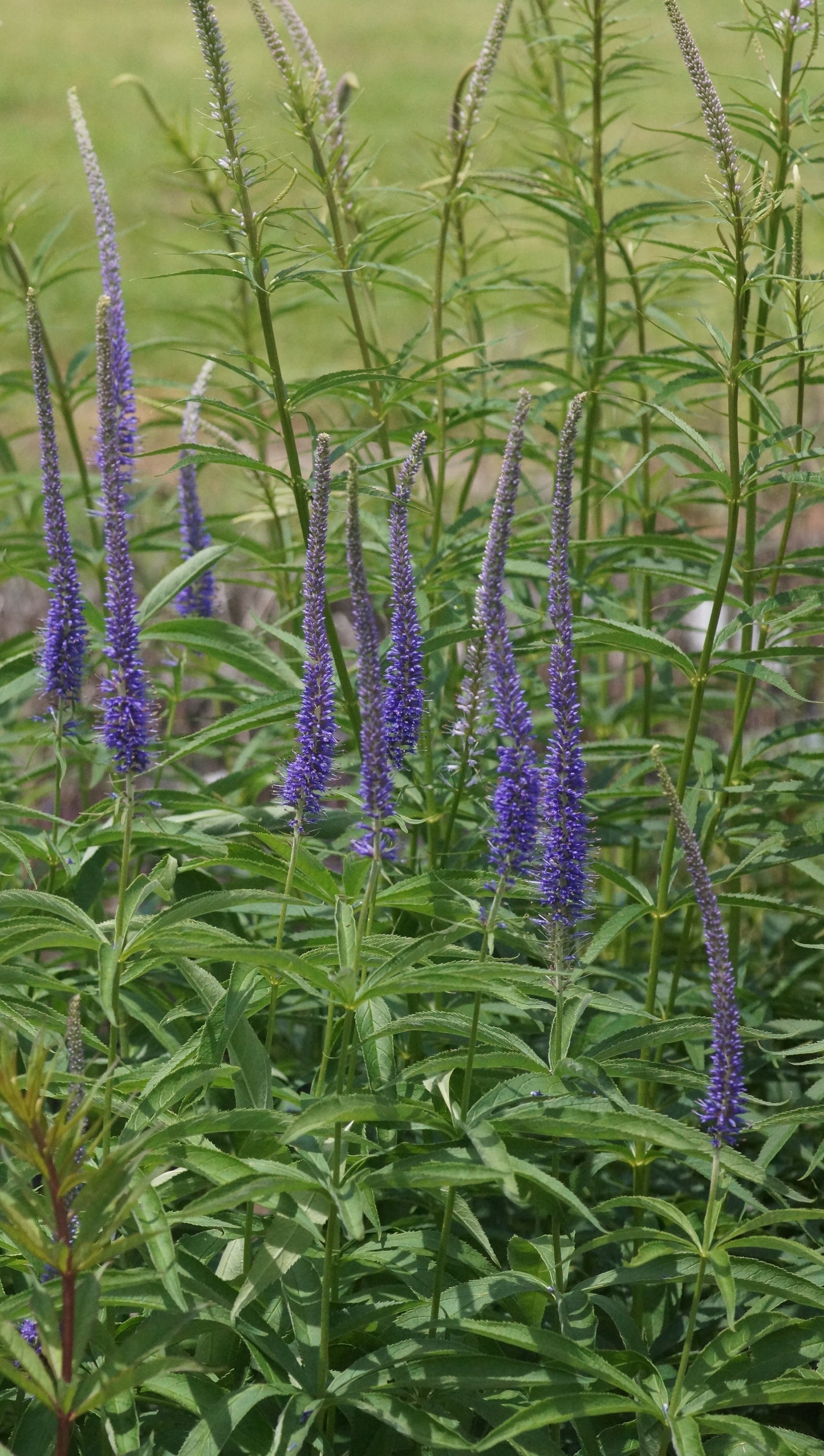 Veronicastrum sachalinense 'Manhattan Skyline' - Kandelaber-Ehrenpreis