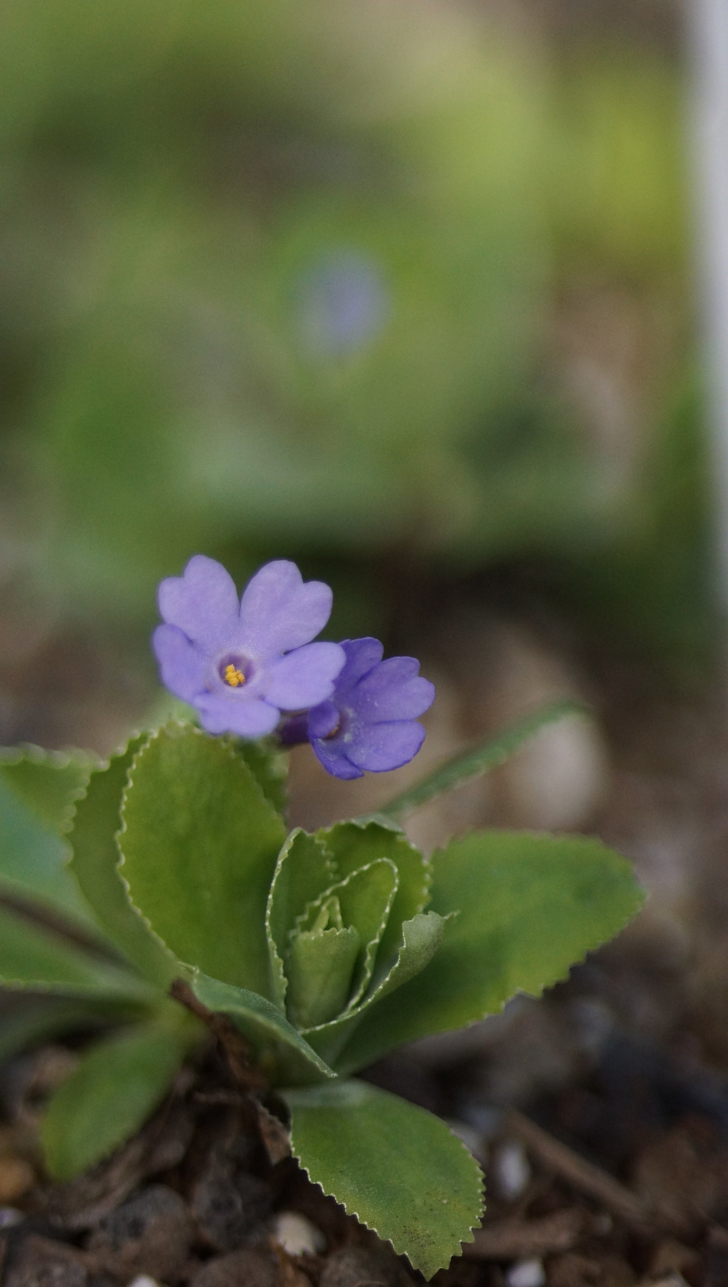 Primula x marginata 'El Bolton' - Gewelltrandige Primel