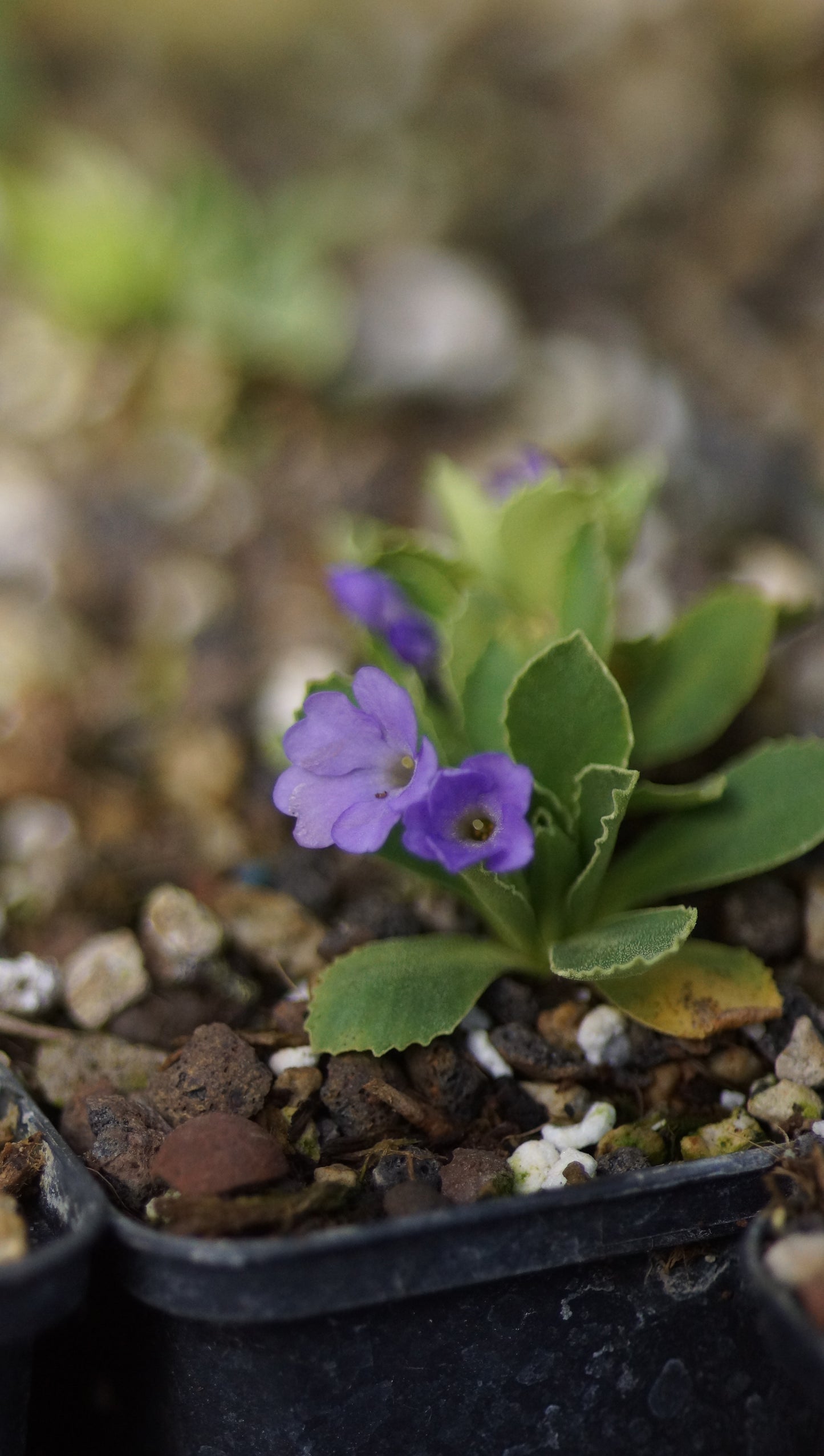 Primula x miniera 'Beauty' - Seealpen-Primel