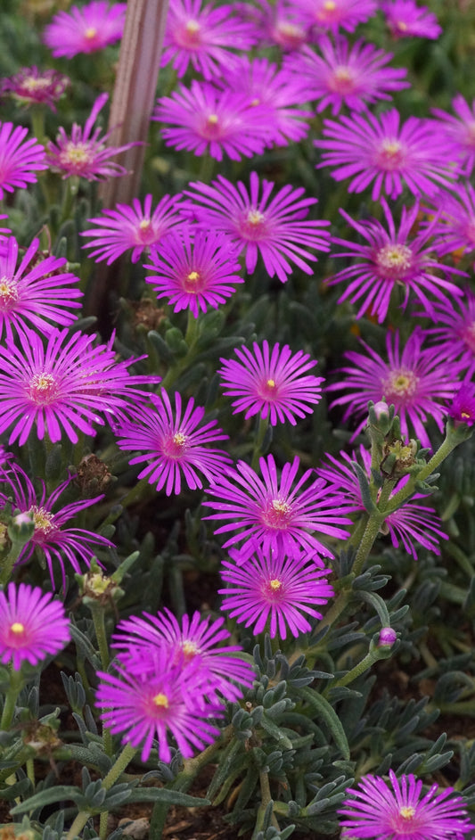Delosperma species 'Letseng' - Mittagsblume
