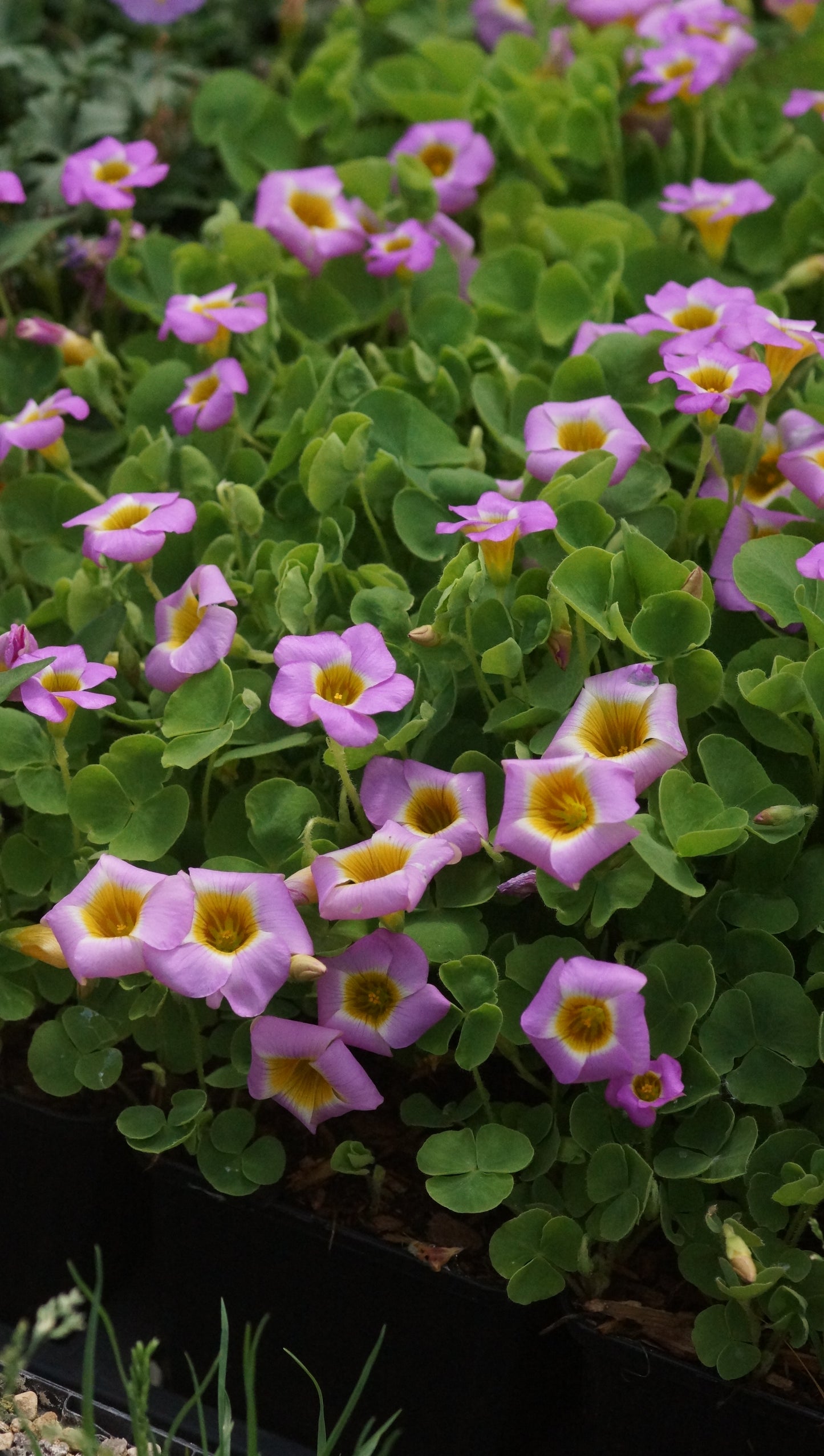 Oxalis inops - Gedrückter Sauerklee