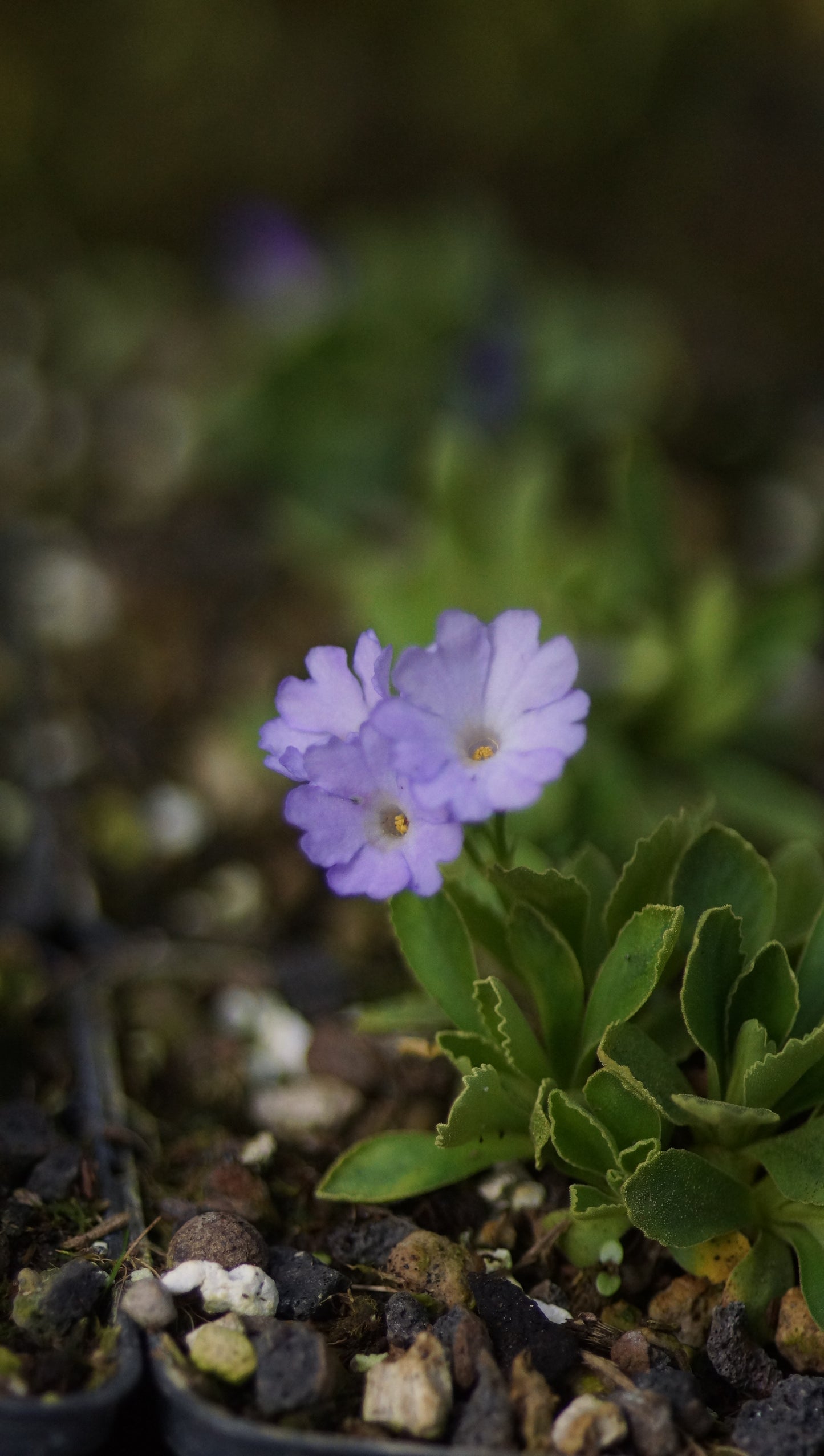 Primula x miniera 'Stradbrook Lucy' - Seealpen-Primel