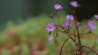 Lewisia leeana - Bitterwurz