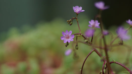 Lewisia leeana - Bitterwurz