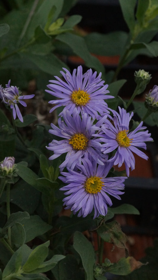 Aster amellus 'Silbersee' - Berg-Aster