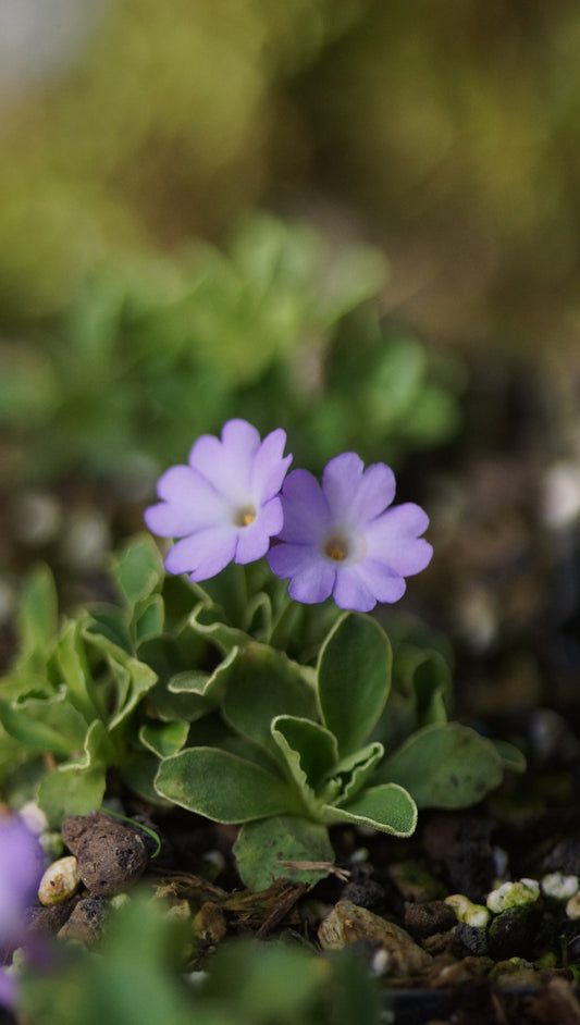 Primula x miniera 'Maris Tabard' - Seealpen-Primel