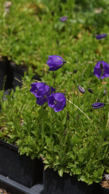 Campanula x pulloides 'G. F. Wilson' - Polster-Glockenblume