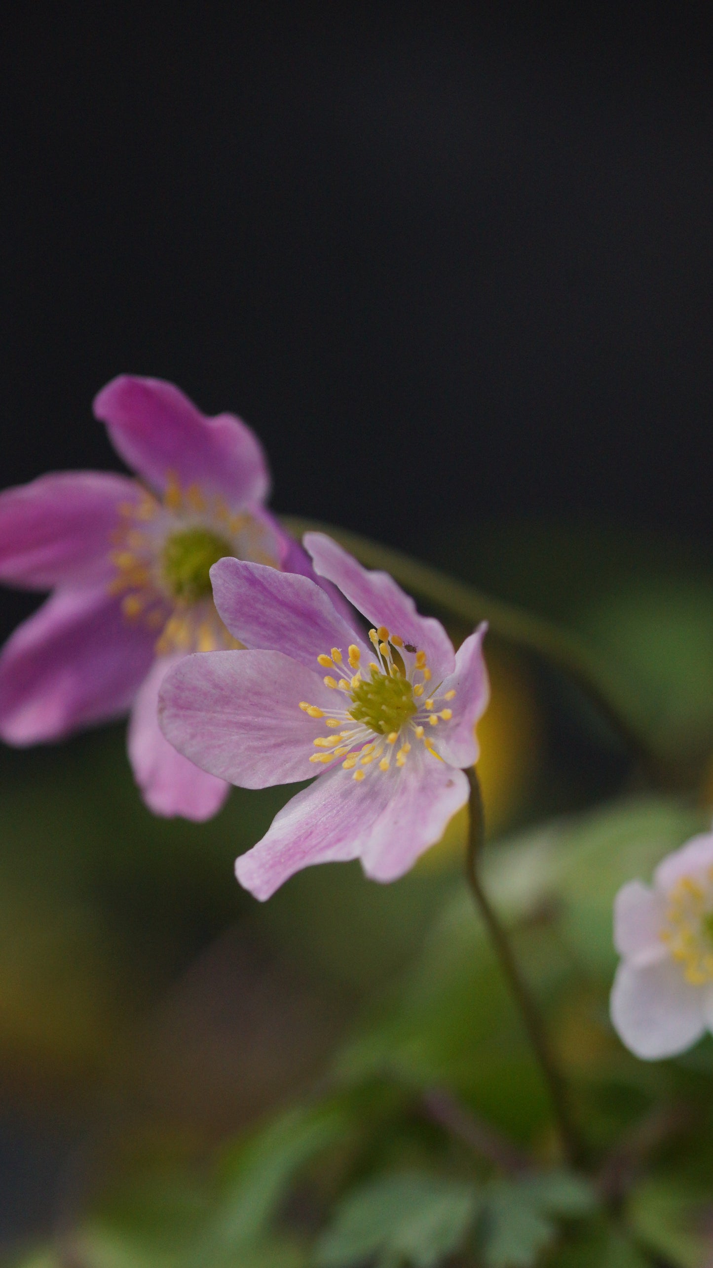 Anemone nemorosa 'Ice and Fire' - Buschwindröschen