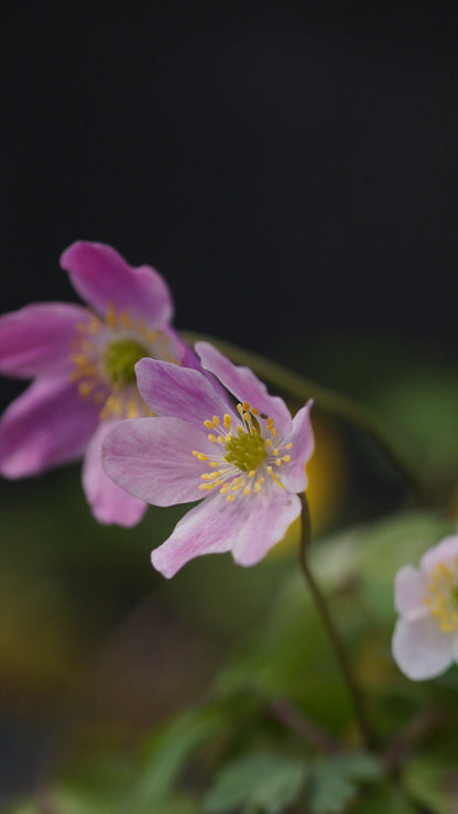 Anemone nemorosa 'Ice and Fire' - Buschwindröschen