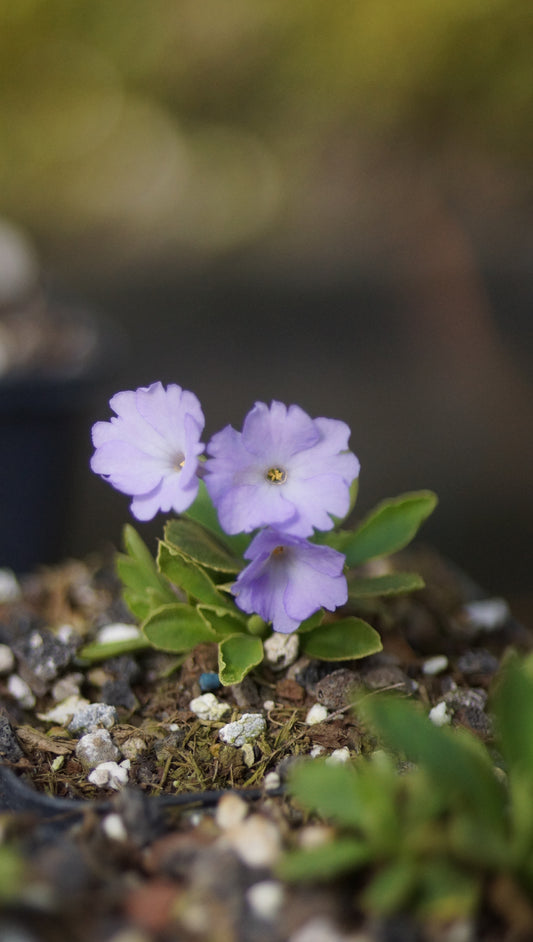 Primula x miniera 'Nr 2' - Seealpen-Primel