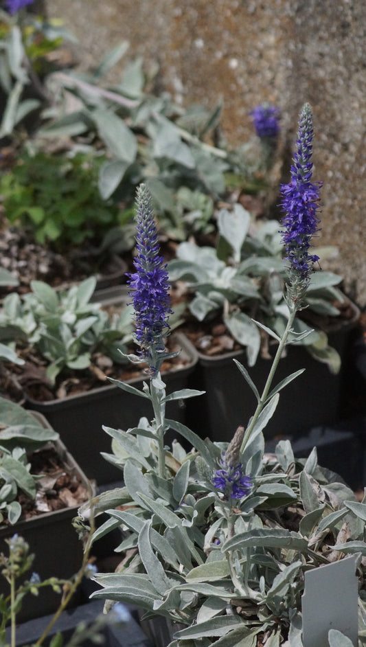 Veronica spicata subsp. incana - Silberpolster-Ehrenpreis