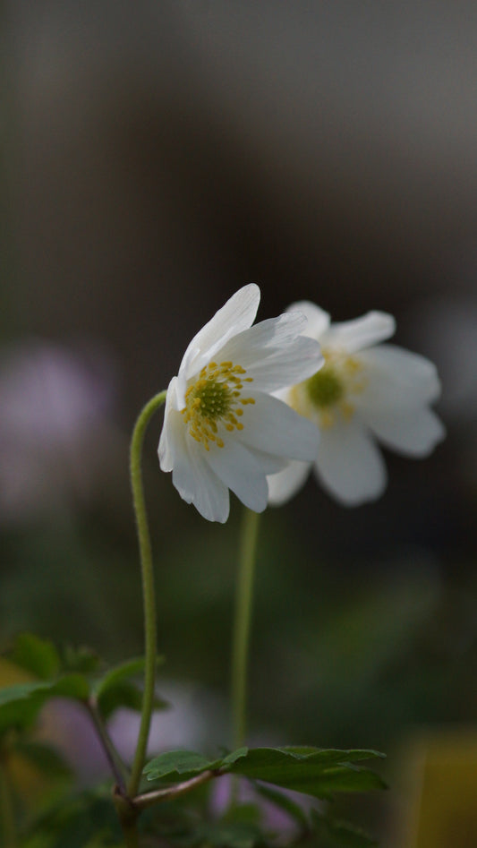 Anemone nemorosa 'Semiplena' - Buschwindröschen