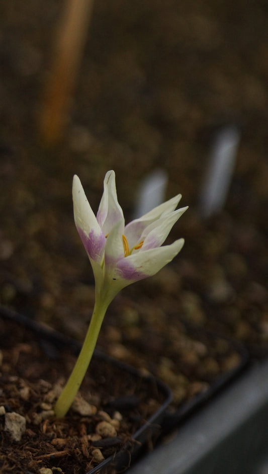 Colchicum Hybride 'Harlekijn' - Herbstzeitlose