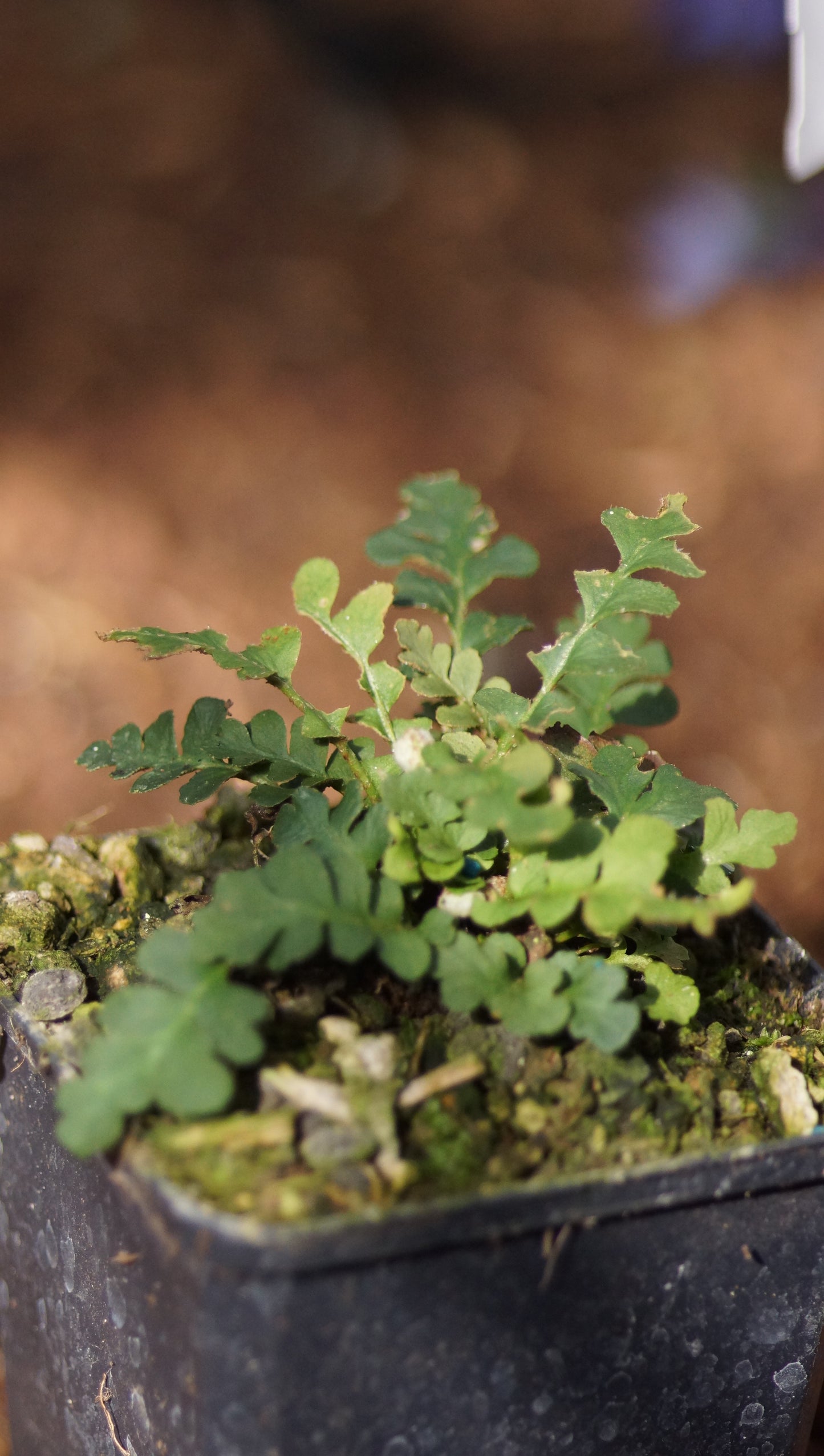 Ceterach officinarum - Milzfarn