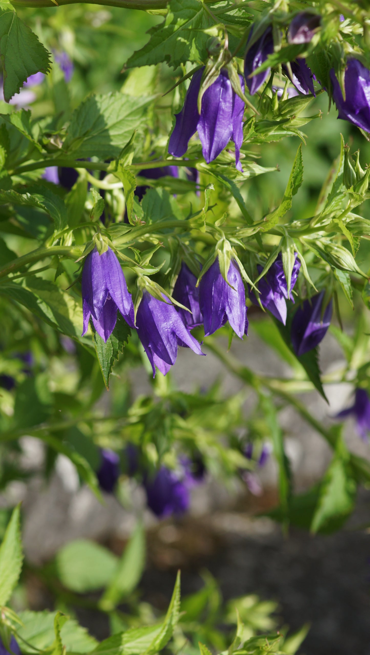 Campanula punctata 'Kent Belle' - Punktierte Glockenblume