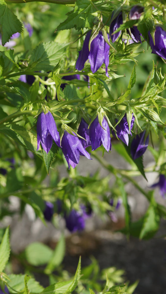 Campanula punctata 'Kent Belle' - Punktierte Glockenblume