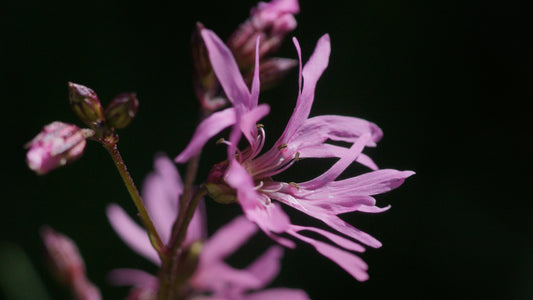 Lychnis flos-cuculi - Kuckucks-Lichtnelke