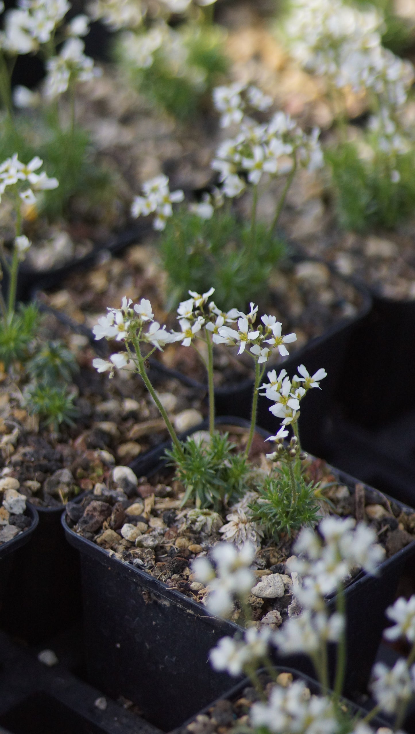 Draba dedeana var. zapatieri - Weisses Hungerblümchen