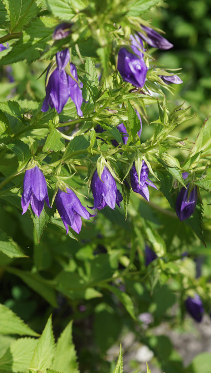 Campanula punctata 'Kent Belle' - Punktierte Glockenblume