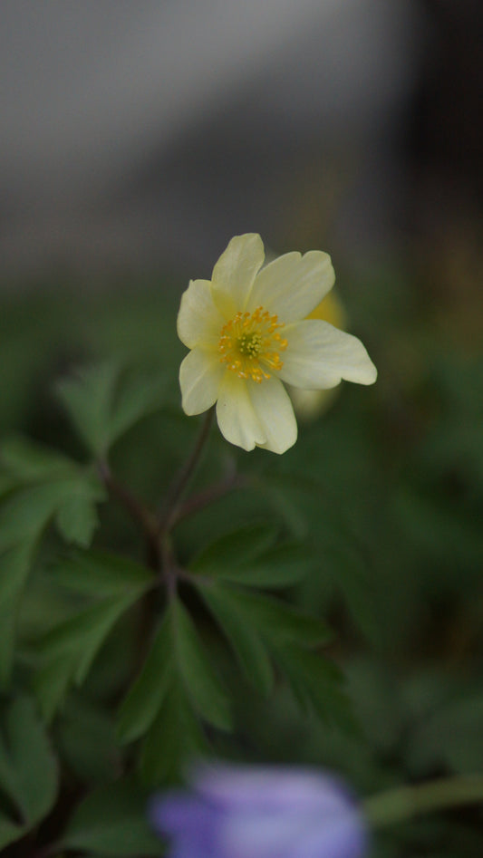 Anemone x lipsiensis 'Vimariensis' - Weimarer Buschwindröschen
