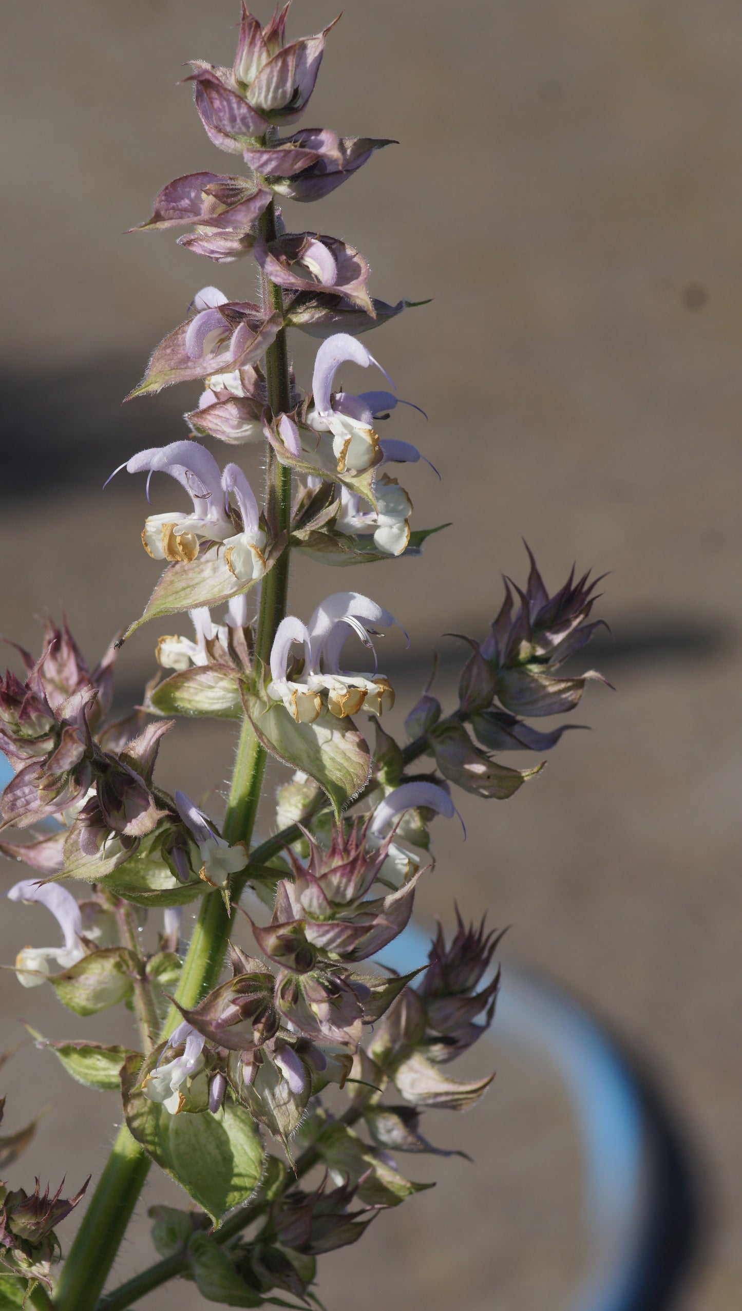Salvia sclarea - Muskateller-Salbei