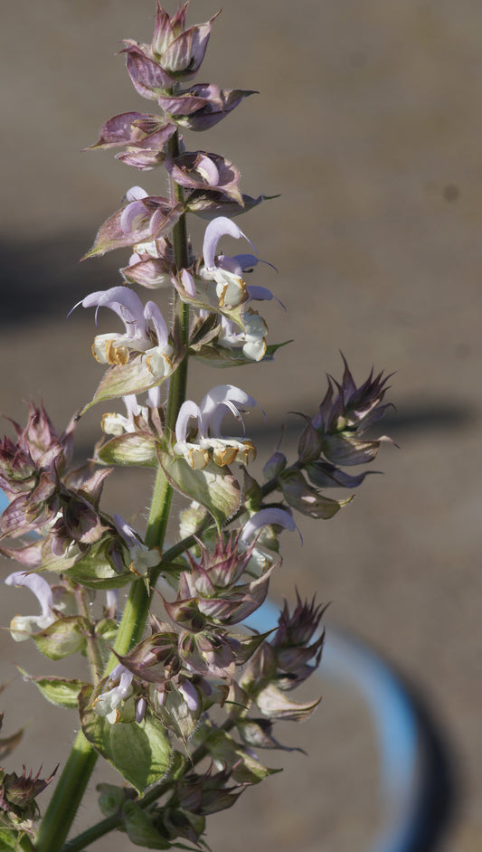 Salvia sclarea - Muskateller-Salbei