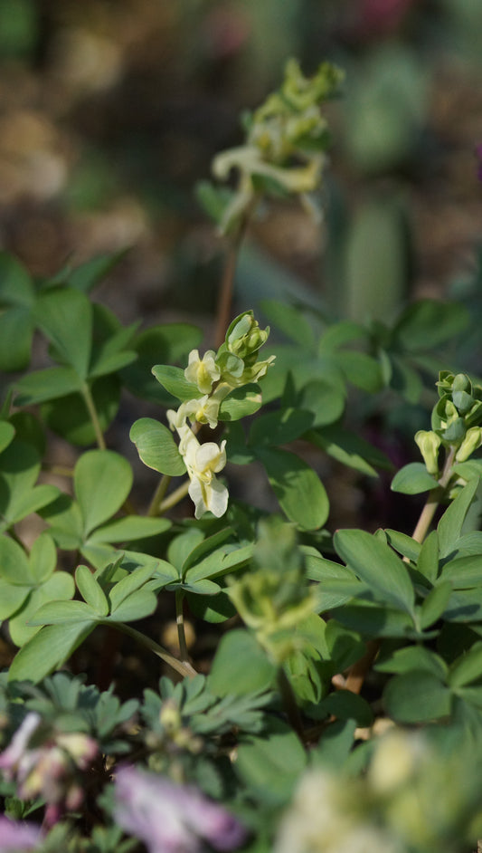 Corydalis marschalliana - Lerchensporn