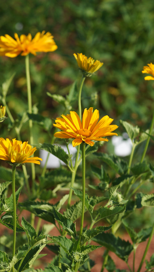 Heliopsis helianthoides var. scabra 'Venus' - Sonnenauge
